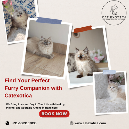 Kittens for Sale in Bangalore.png
