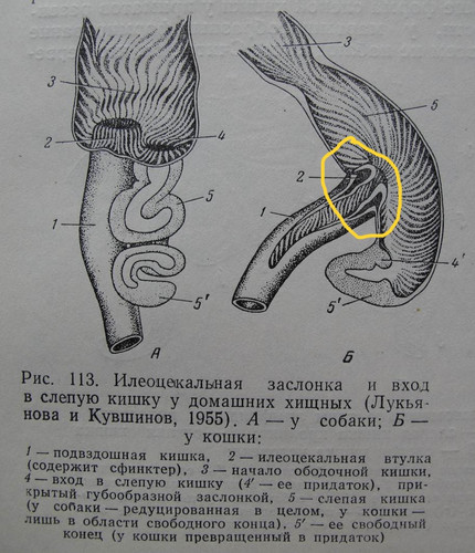 Кишечник.jpg