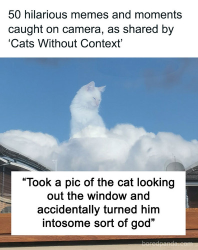 memes funny pics cats without context.jpg