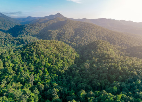 Aerial view of lush green trees in forest on mountains. Dense green tree captures CO2. Green tree na.jpg