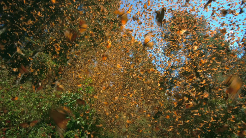 gbSCMbEf o.png