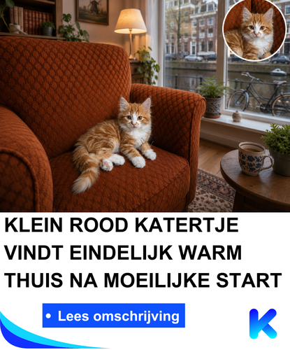 Koekeloeren 48 2026 05 13T040702.119.png
