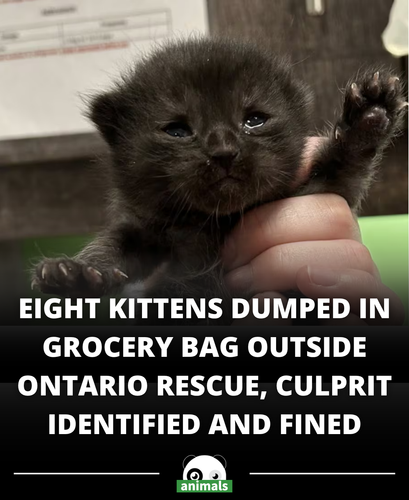 655. Chatham animal rescue fines person after kittens abandoned in grocery bag.png