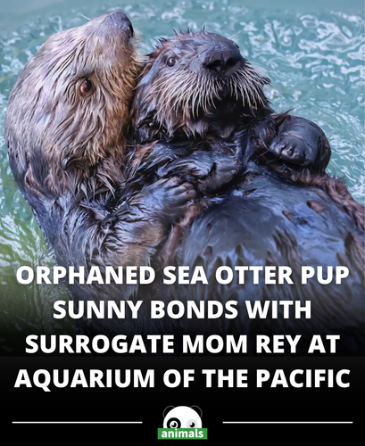 656. An orphaned sea otter pup named Sunny has bonded with Rey, a 2 year old otter at the Aquarium o.png