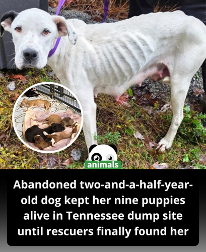 657. Abandoned Dog Who Gave Birth to 9 Puppies in a Landfill Is Now Having All Her Needs Met After a.png