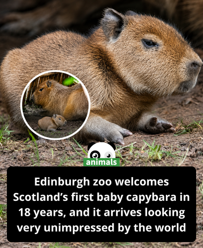 650. Edinburgh Zoo has welcomed a capybara pup, marking the first birth of its kind in Scotland in 1.png