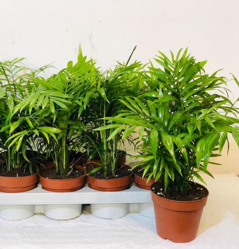 chamaedorea elegans palm plants 003 01 click to buy original imag5z3wvurgrzkz.jpg