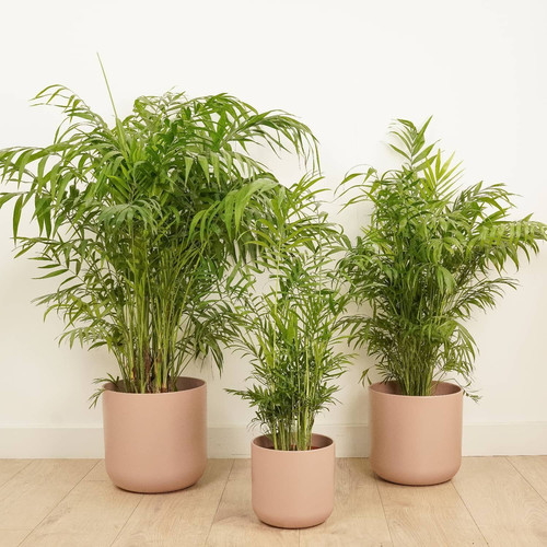 chamaedorea elegans parlour palm tropical indoor air purifying pet safe houseplant 1.jpg