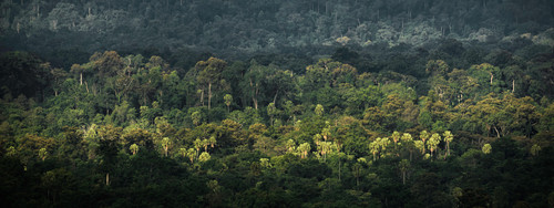 panorama banner background of tropical forest landscape scene for using in concept of environmental .jpg