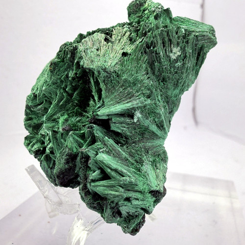 velvet malachite congo 09.jpg