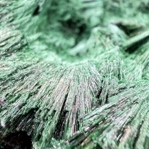 velvet malachite congo 05.jpg