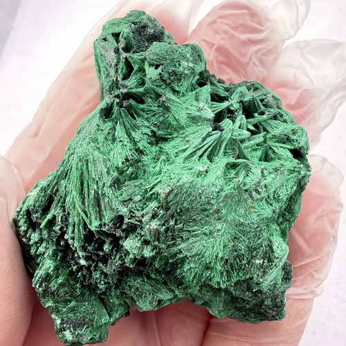 velvet malachite congo 01.jpg