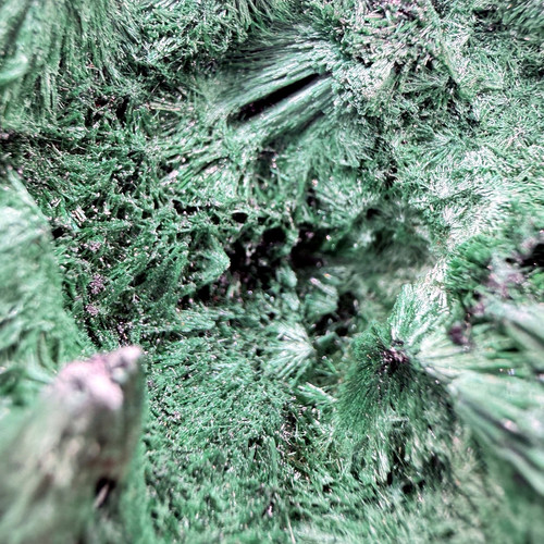 velvet malachite congo 04.jpg