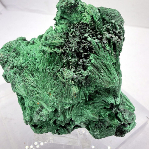 velvet malachite congo 10.jpg
