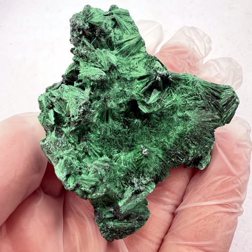 velvet malachite congo 06.jpg