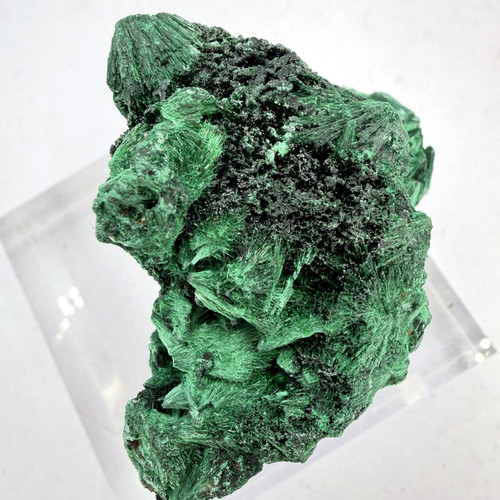 velvet malachite congo 07.jpg