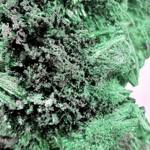 velvet malachite congo 03.jpg