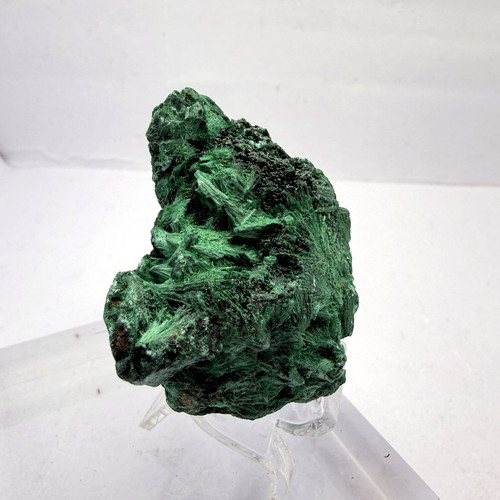 velvet malachite congo 08.jpg