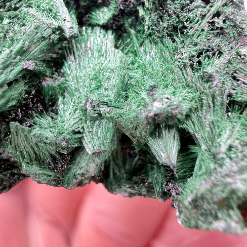 velvet malachite congo 02.jpg