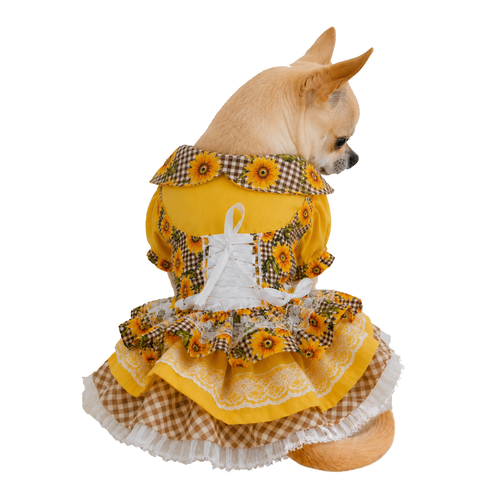 Foto Chihuahua.png