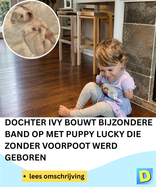  Doldwaas Dagblad 142 2026 05 12T202230.866.png