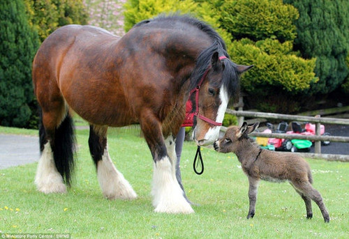 Horse Owners.jpg