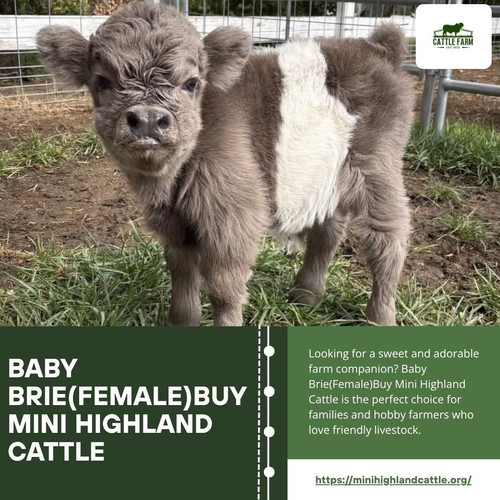 Baby Brie(Female)Buy Mini Highland Cattle.jpg