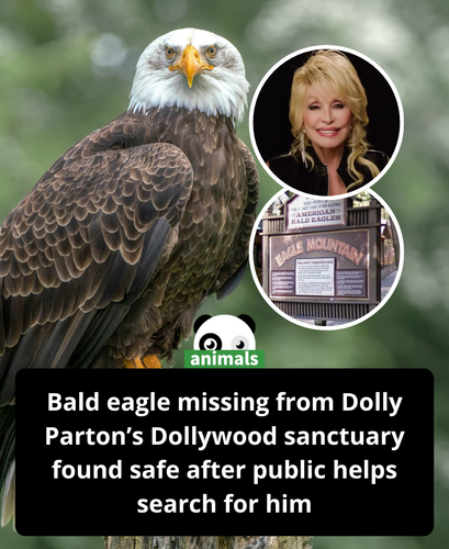 660. Caesar, 1 of 3 Bald Eagles to Disappear During Storm at Dolly Parton’s Dollywood, Returns Home.png
