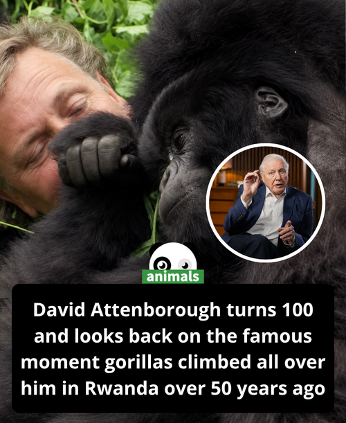 658. Gorilla Filled Video Reveals David Attenborough’s Plans for His 100th Birthday (Exclusive).png