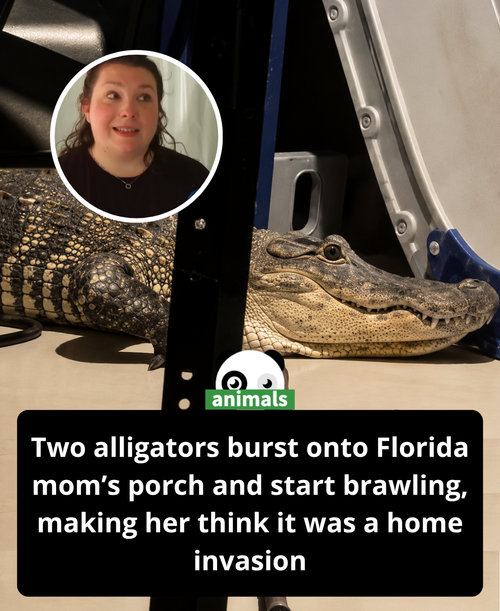 659. Florida Mom Mistakes 2 Alligators Violently Fighting on Her Porch for Home Invasion.png