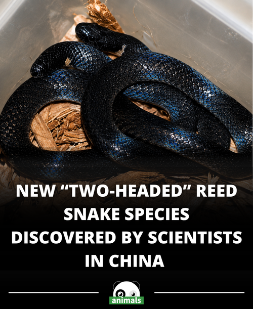 666. Researchers Discover New 'Two Headed' Snake Species in China.png