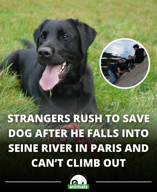665. Several bystanders rushed to rescue a dog that fell into the Seine River in Paris’ 13th arrondi.png