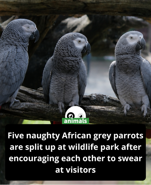 662. In 2020, a wildlife park in Lincolnshire, England, drew global attention after five African gre.png