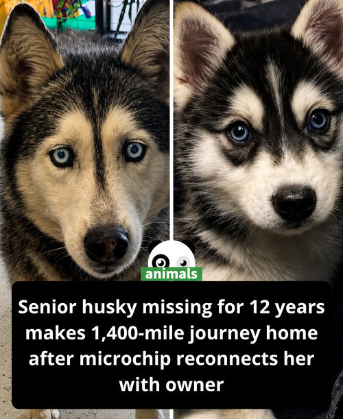 661. Husky Reunited with Owner After 12 Years and 1,400 Miles Thanks to a Microchip.png