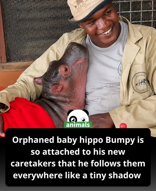 667. Bumpy the orphaned hippo can’t get enough of his caretakers and follows them everywhere.png
