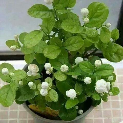 Jasmine bonsai.jpg