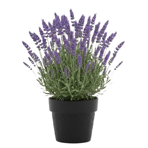 61pXYzs5CuL. SL1024 .jpg