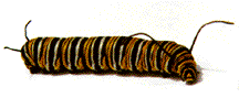 AnimatedCaterpillar4Story.gif