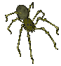 spider.gif
