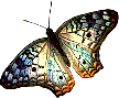 butterfly.gif