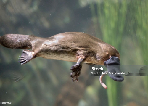 istockphoto 658344164 1024x1024.jpg