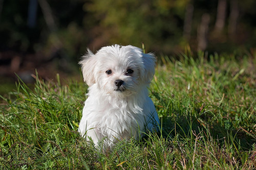 pezibear maltese 1123016 1920.jpg