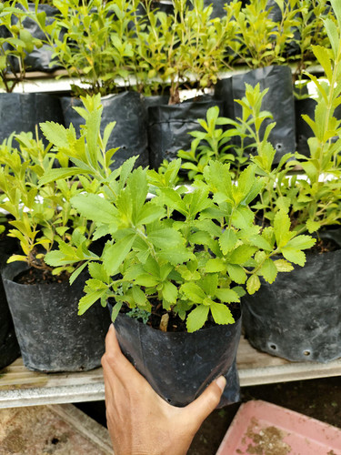 3lFTxy iZ6OVB6 30pP9CSC1sHqgPEWRjh9qErw4Omkphhy Wupgp8lwWLZpkVxrJgYeoGjrOiIT31HvFM1goPKxfdbxhAu5PwDS.jpg