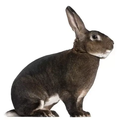 rex rabbit.webp