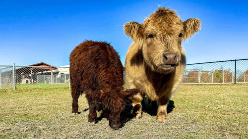 Premium Mini Highland Cattle for Sale from Trusted Ranch Experts.jpg