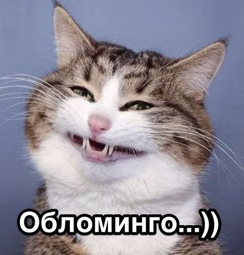Мемы кот.jpg