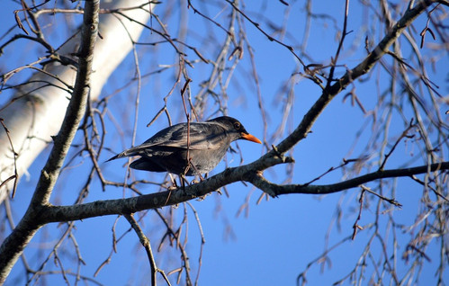 neelam279 blackbird 10157554 1280.jpg