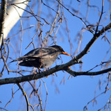 neelam279 blackbird 10157554 1280