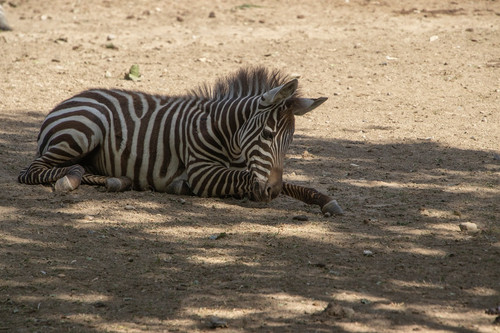 lancier zebra 10162912 1280.jpg