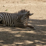 lancier zebra 10162912 1280